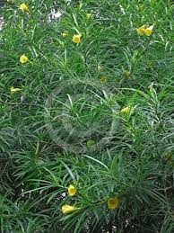 Image result for Cascabela thevetioides