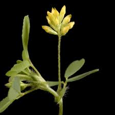 Image result for Trifolium isthmocarpum
