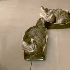 Cat Train Katzen Hund Und Katze Katzen Spielzeug