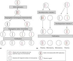 Image Result For Haploid Diploid Monosomic Trisomic Dna Replication Meiosis Genome