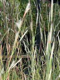 Image result for Andropogon schirensis