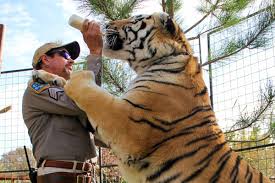 The docuseries was an instant hit and broke records the true sign of tiger king's staying power in the 2020 zeitgeist? Should We Think Twice About Netflix S Tiger King Vox