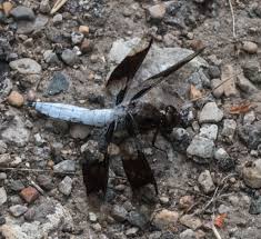 Image result for Dissotis caloneura