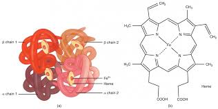 Erythrocytes Anatomy And Physiology Ii