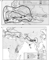 Image result for Dipsacus pinnatifidus