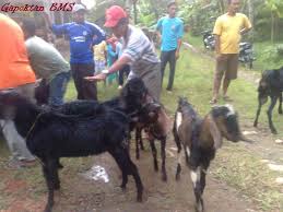 Jual beli kambing langsung dari petani dan supplier seluruh indonesia. Kambing2