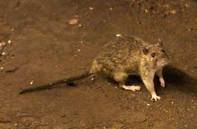 Nationwide and your neighborhood, orkin's home pest control services and termite control solutions are guaranteed. Two Of The Nation S Rattiest Cities Are In California Merced Sun Star