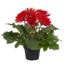 Image result for Gerbera jamesonii