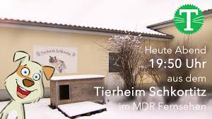 Die offizielle facebookseite der sendung tiere suchen ein zuhause des wdr. Tsv Muldental E V Am 21 03 2018 Um 19 50 Uhr Sind Wir Im Mdr Bei Tierisch Tierisch Zu Sehen