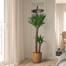 Image result for Yucca