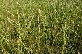 Image result for Poaceae