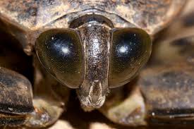 Giant water bugs) belostomatidae sp. Giant Water Bug Bugsfeed