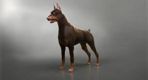 3d Doberman Real Arnold Doberman Doberman Dogs Animals
