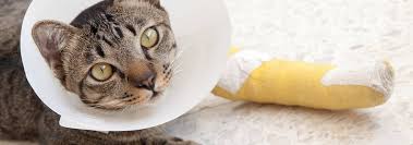 Remember that cats who are in pain may try to bite or scratch you. Why Is My Cat Limping Hill S Pet