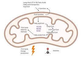 Image result for Fatty Acid