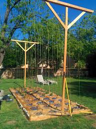 Hop Garden Build Beer Garden Design Hops Trellis Home Brewing Beer