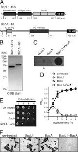 Maybe you would like to learn more about one of these? Bacteriocin Activity Of Recombinant Bacl 1 And Baca Proteins A Download Scientific Diagram