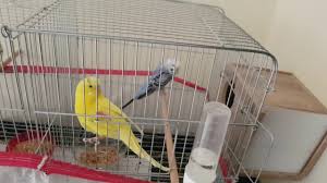 Muhabbet Kusu Prensesin Yumurtalari Ve Mavis Ile Limon Ciflesdi Youtube