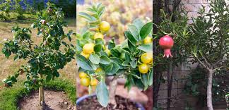Self pollinating or self fertile trees pear tree are also self pollinating so that you can get a good yield of fruit from just a single tree. 20 Dwarf Fruit Trees To Grow When Space Is Limited