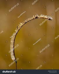 Image result for Ctenium