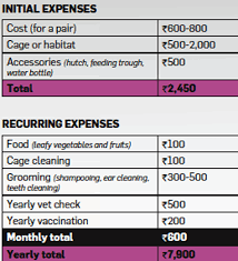 want to know the real cost of keeping a pet find out the