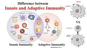 Difference Between Innate And Adaptive Immunity Immunology Immunity Immune Defense