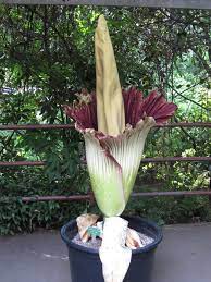 Corpse Flower Plants Corpse Flower Flowers