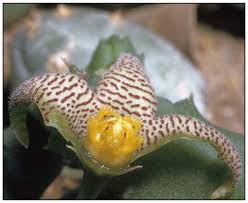 Image result for Piaranthus atrosanguineus