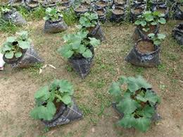 Image result for Lagenaria rufa