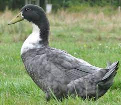 They are similar in size to a pekin duck. Blue Swedish Ducks Ducklings For Sale Cackle Hatchery