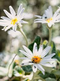 Image result for Hibiscus tridactylites