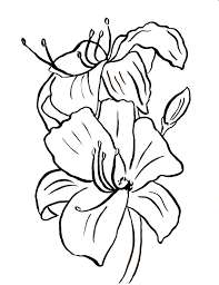 Plus, it's an easy way to celebrate each season or special holidays. Lily Coloring Page Art Starts
