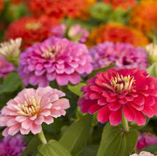 Winter season flowers name in hindi. 45 Best Summer Flowers Beautiful Flowers That Bloom All Summer