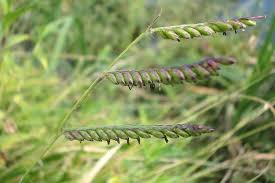 Image result for Urochloa dictyoneura