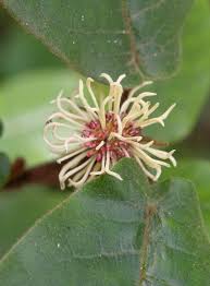 Image result for Trichocladus