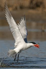 Identification Water Birds Of Colorado Caspian Tern Bird Life List Sea Birds Shorebirds