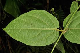 Image result for Icacinaceae