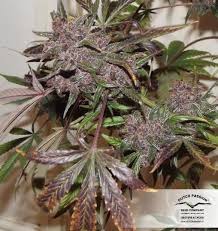 Blackberry auto by fastbuds is a feminised autoflowering cannabis seed that has its origins in the cross of a cream caramel auto and a purple kush. Auto Blackberry Kush Strain Information Cannaconnection Com