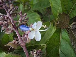 Image result for Rotheca violacea