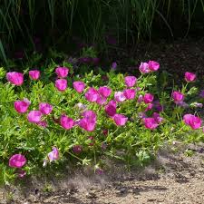 The california poppy grows wild and boasts a golden color, but poppy varietals that are white, orange, red, blue and pink in color also thrive in u.s. Wine Cups Poppy Mallow Callirhoe Involucrata High Country Gardens