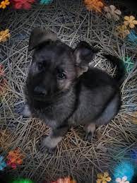 Flows eastward to become a tributary of the missouri river. German Shepherd Puppies For Sale Kansas City Mo 266970