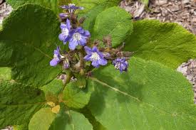 Image result for Hydrophyllaceae