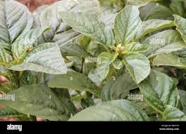Image result for Amaranthus blitum