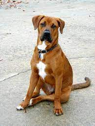 Boxer Lab Mix A K A Boxador Breed Info Characteristics And Pictures Animalso