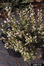 Image result for Clinopodium uhligii