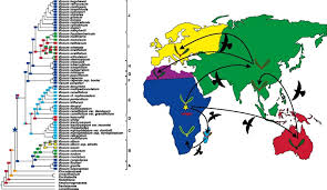 Image result for Viscum shirense