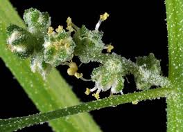 Image result for Chenopodium