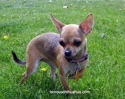 The Itty Bitty Teeny Weeny Deerhead Chihuahua With A Beautiful Coat Deerhead Chihuahua Chihuahua Puppies Cute Animals
