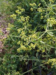 Image result for Triainolepis sancta