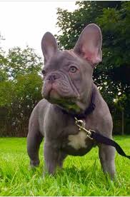Since the popular french bulldog is intelligent this may make training easy, but you might also find that your dog is a little stubborn. Lilac French Bulldog Sired By Purple Lilac Midnight Man Lilac French Bulldog Grey French Bulldog French Bulldog Stud